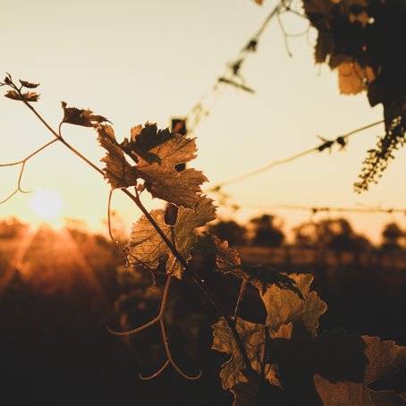Die goldenen Blätter einer Weinrebe leuchten im Sonnenuntergang, während die Sonne sanft hinter dem Horizont verschwindet.
